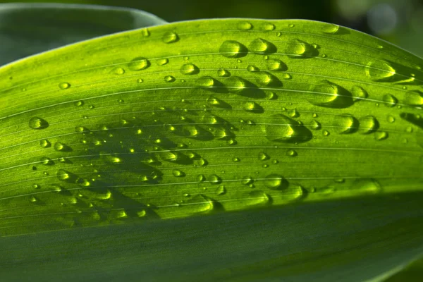 Капли дождя на зеленую траву — стоковое фото