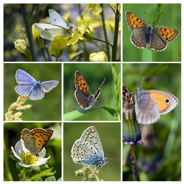 Fjärilar collage — Stockfoto