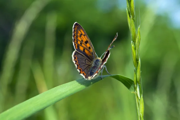 Macro mariposa en una hoja o hierba — Foto de Stock