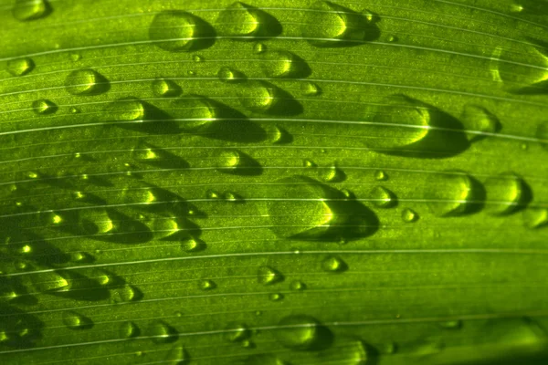 Капли дождя на зеленую траву — стоковое фото