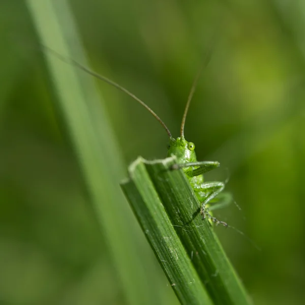 Zelená kobylka — Stock fotografie