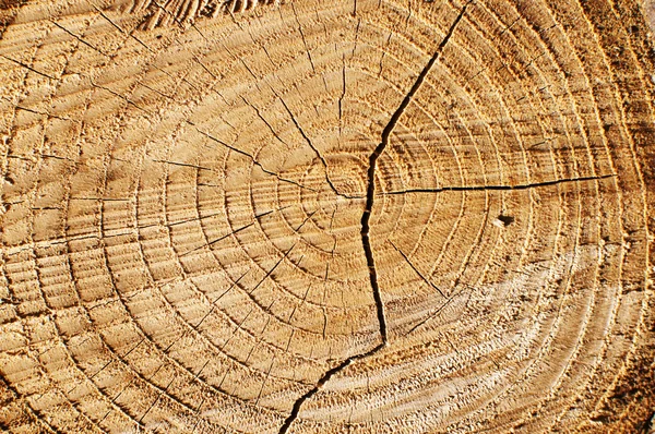 Baumstammabschnitt — Stockfoto