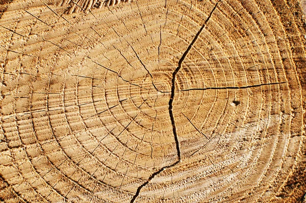 stock image Tree trunk section