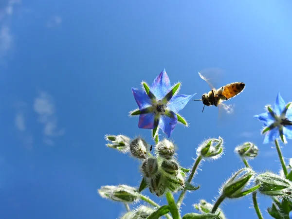 Μακροεντολή εικόνα της μέλισσας που συλλέγουν το νέκταρ — Φωτογραφία Αρχείου