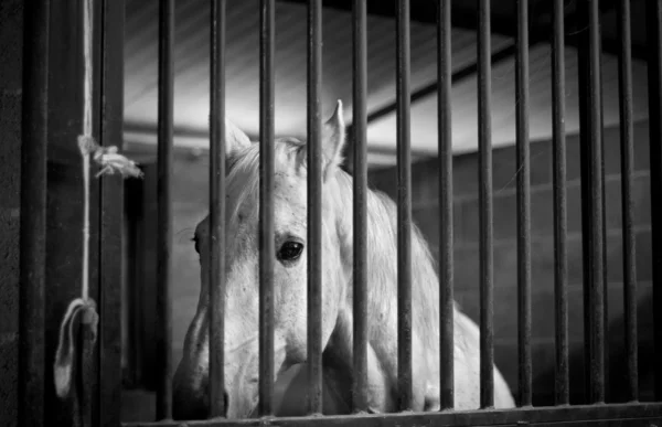 stock image White horse in a cage