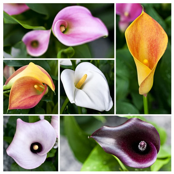 stock image Collage of callas lilies