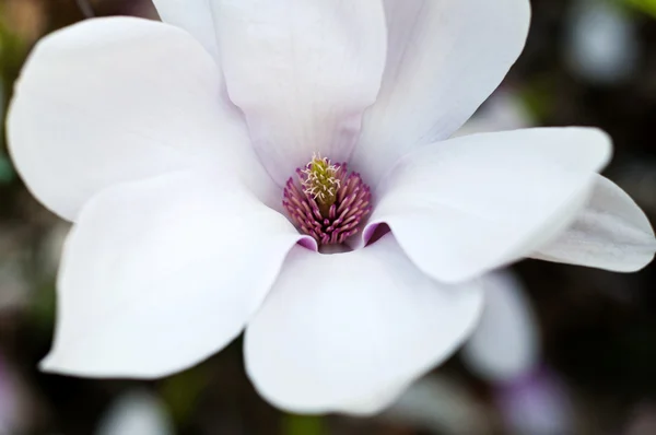 Stock image Magnolia flower