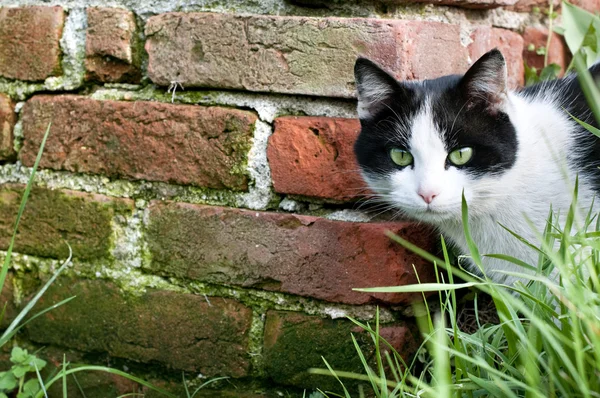 アラートの猫 — ストック写真