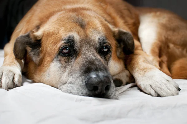 Старая ленивая собака — стоковое фото
