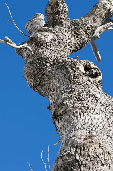 Drzewo dębowe — Zdjęcie stockowe