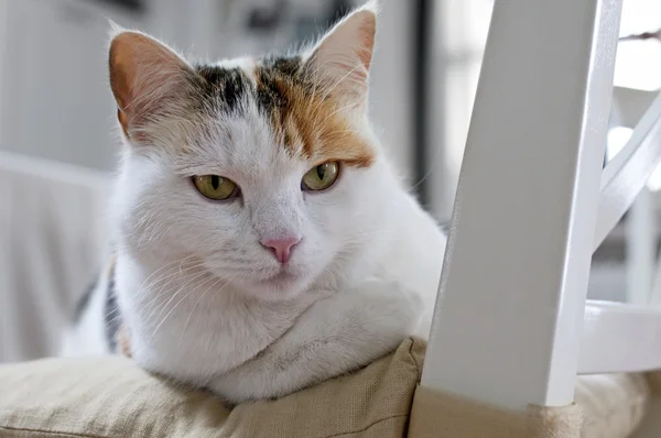 Katze auf weißem Stuhl — Stockfoto