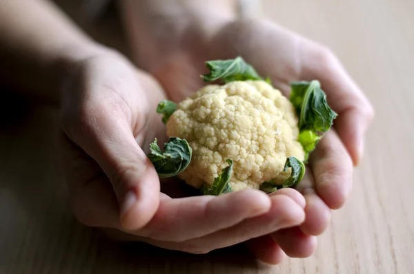 stock image Cauliflower between the hands