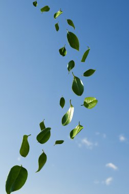 Leaves in the wind clipart