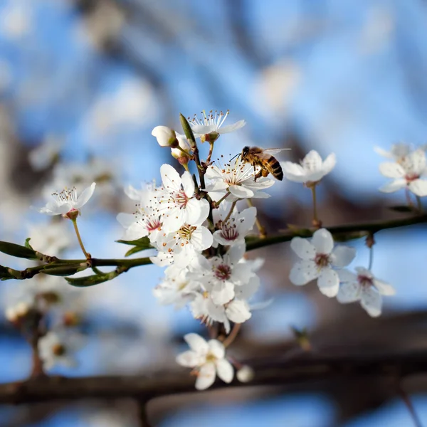 Abelha em flor de ameixa — Fotografia de Stock