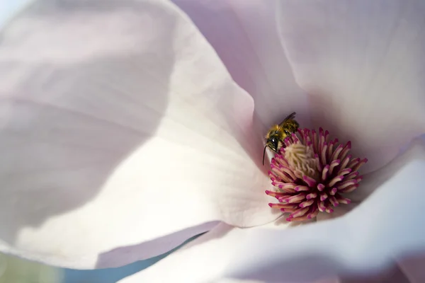 Ape in un fiore di magnolia — Foto Stock