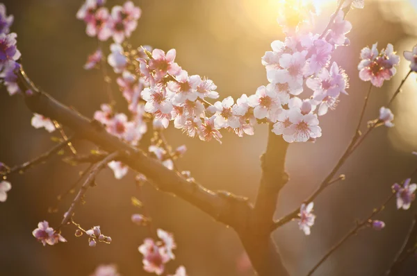 Персиковые цветы в подсветке — стоковое фото