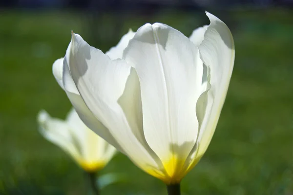 White tulip blossoms close up — Stock Photo, Image
