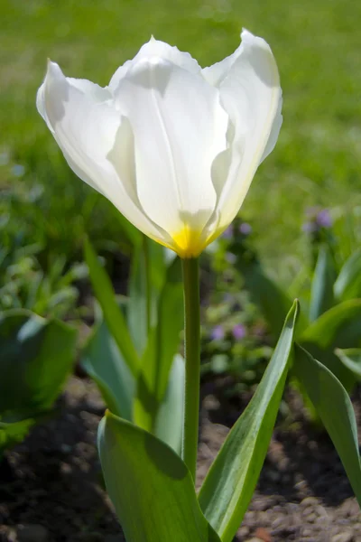 White tulip blossoms close up — Stock Photo, Image