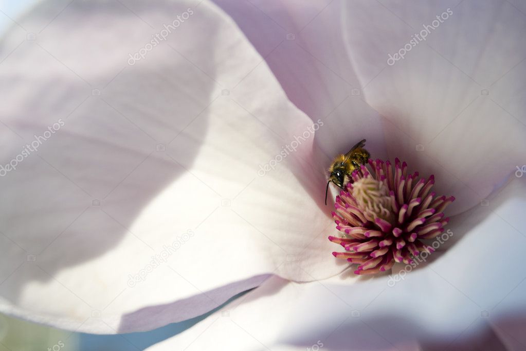 Bee in a magnolia flower