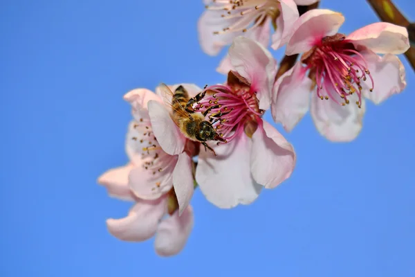 Bal arısı şeftali çiçeği üzerinde — Stok fotoğraf