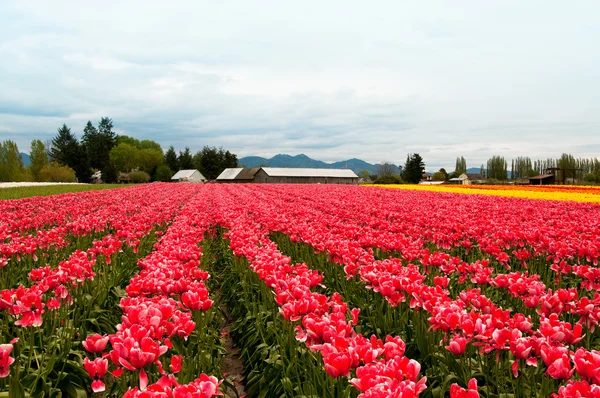 Tulip field with pink white flowers — Stock Photo, Image