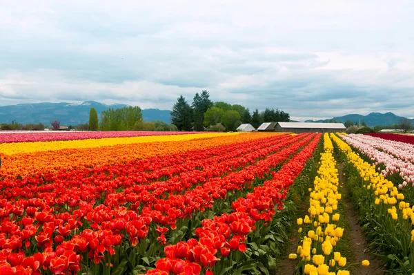 Tulip field with colorful rows of flowers — Stock Photo, Image