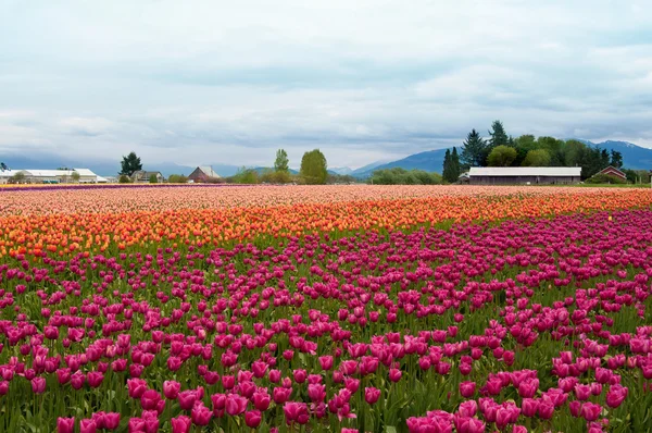Tulp veld met kleurrijke rijen van bloemen — Stockfoto