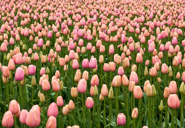 Tulip field with pink flowers