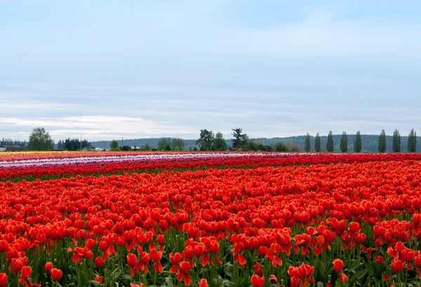 カラフルな花のチューリップ畑 — ストック写真