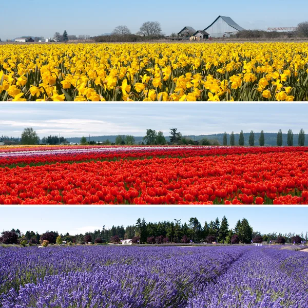 stock image Colorful flower fields collage