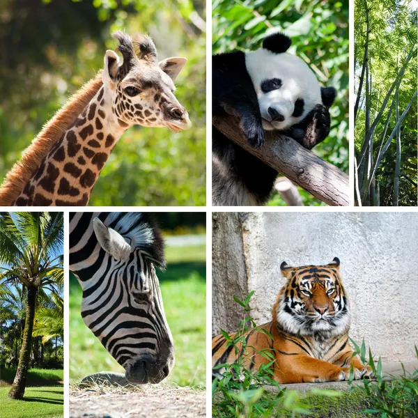 Állatkert kollázs hat fotókkal Jogdíjmentes Stock Képek