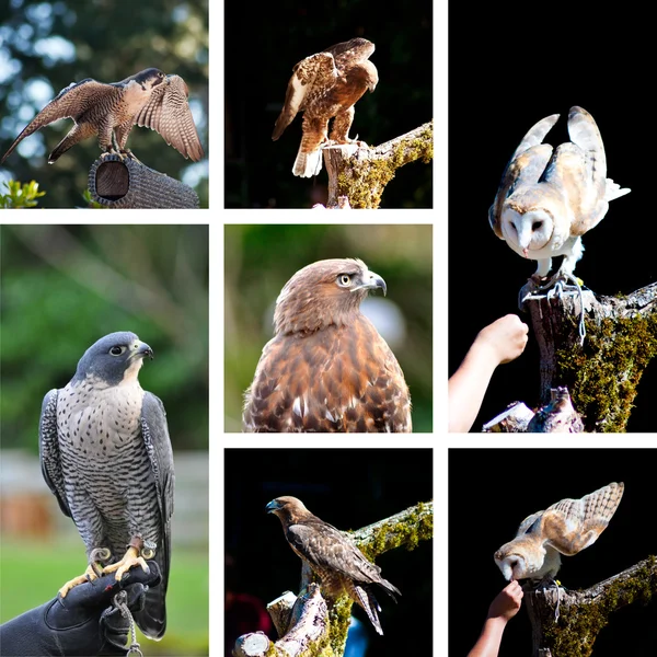 stock image Raptor show zoo collage