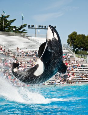 Sea World Orca Whale clipart