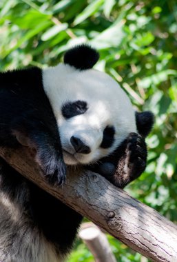 Sleeping panda clipart