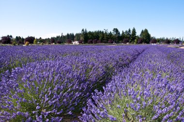 Lavender farm in Sequim, WA clipart