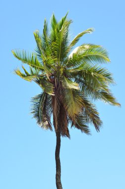 Tek palmiye ağacı