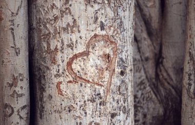 Heart carved on a tree trunk clipart