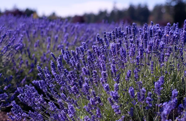 Lavendel boerderij — Stockfoto