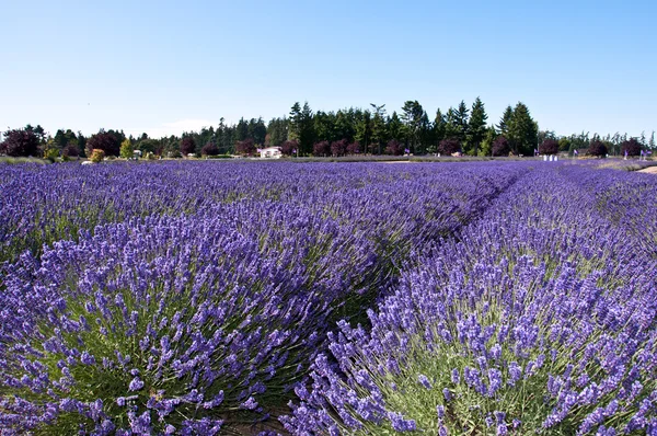 Lavendel boerderij in sequim, wa — Stockfoto