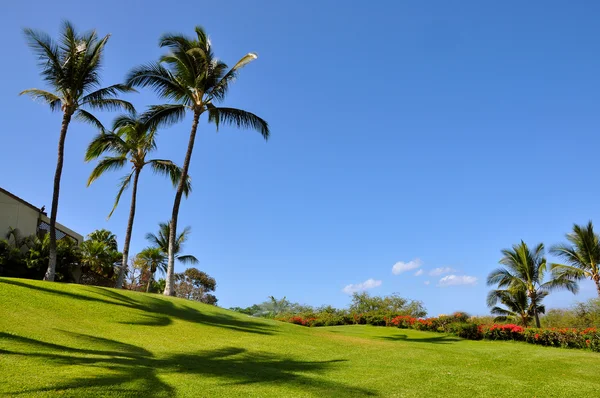 Stock image Palms on the lawn