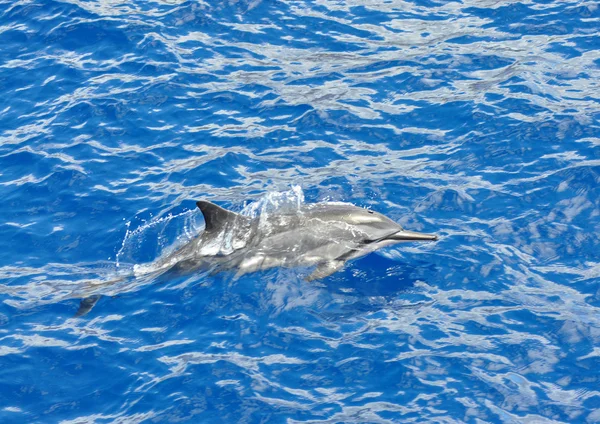 stock image Spinner dolphin