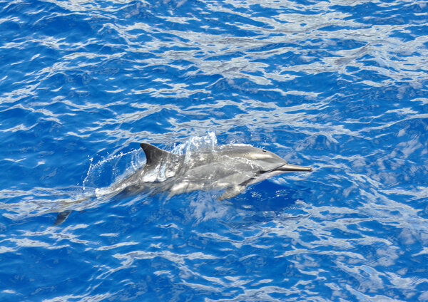 Spinner dolphin