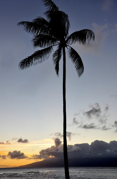 Palm at sunset — Stock Photo, Image