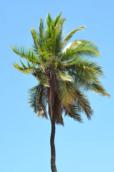 Single palm tree — Stock Photo, Image