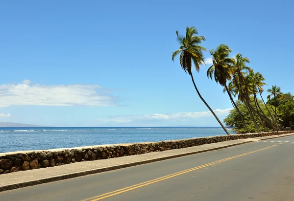 Palms near road — Stock Photo, Image
