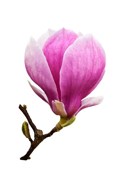 Magnolienblüte vereinzelt — Stockfoto