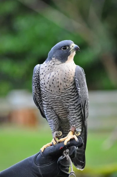 stock image Hawk in Zoo