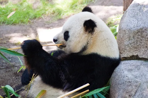 Ест гигантскую панду — стоковое фото