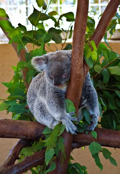 Dormir Koala — Foto de Stock