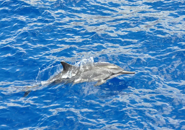 Číselník delfín Stock Obrázky